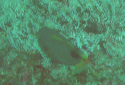 Balistapus undulatus 00444.JPG